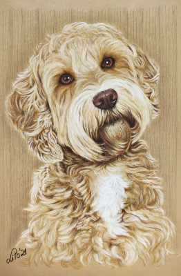 Golden Doodle