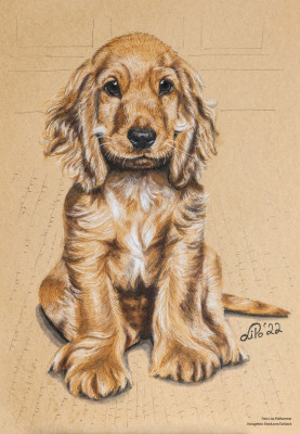 Cocker Spaniel