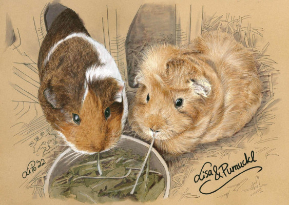 Meerschweinchen Lisa & Pumuckl