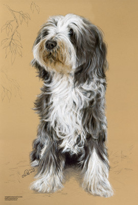 Bearded Collie