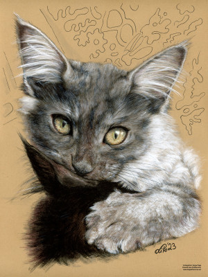 Maine Coon Katze "Feli"