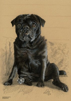 Mops "Yoda"