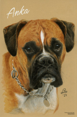 Boxer "Anka"