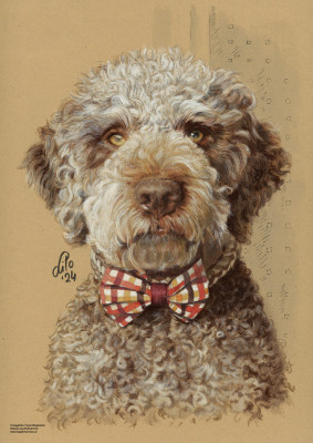 Wasserhund "Amico"