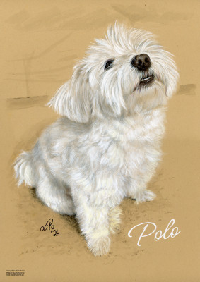 Malteser "Polo"