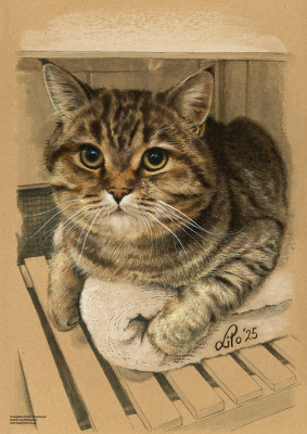 British Kurzhaar Kater "Atlas"