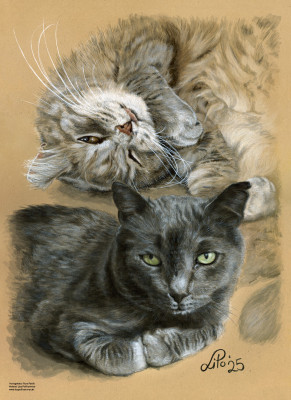 Katzen "Rosi und Teddy"