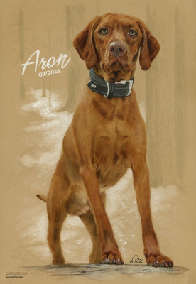 Magyar Vizsla "Aron"