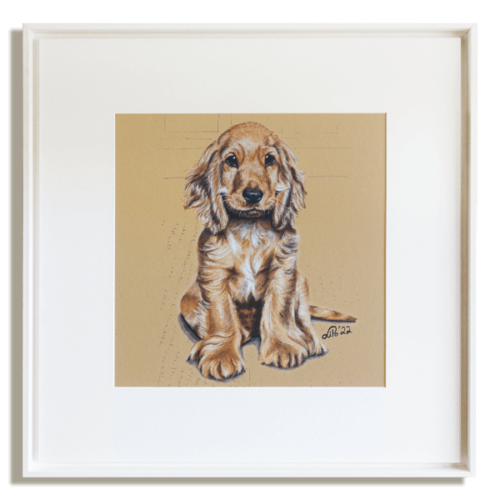 portrait-hund-cocker-spaniel-welpe-lisa-pollhammer